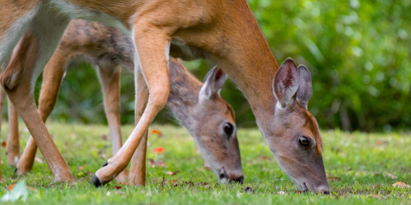 Natural Ways to Deter Deer