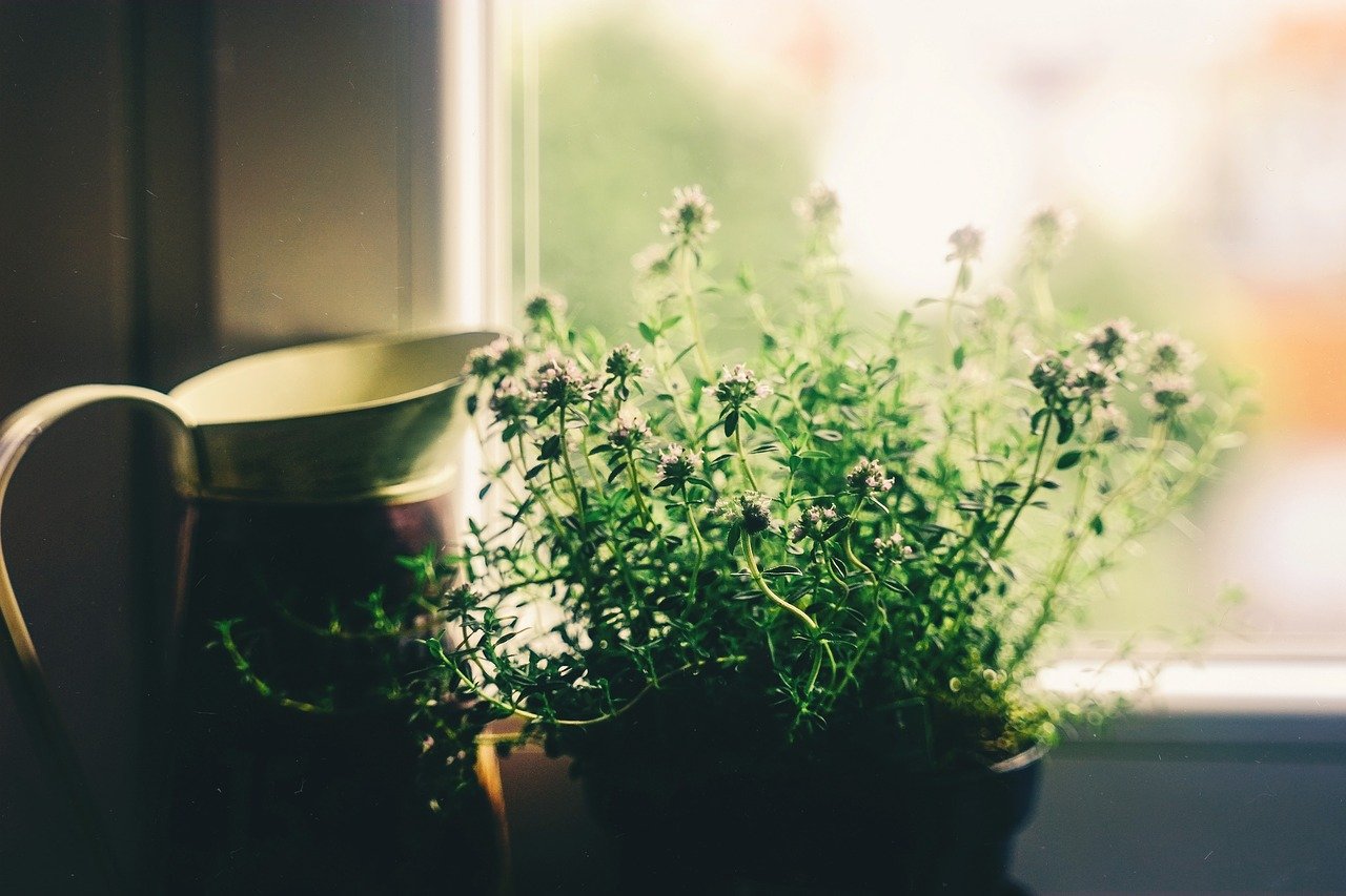 The Issue With Overwatering Houseplants