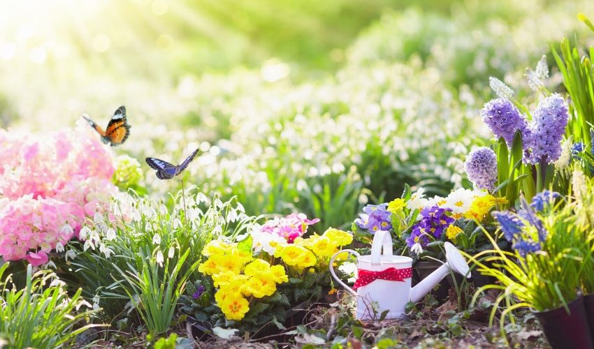 Summer Garden