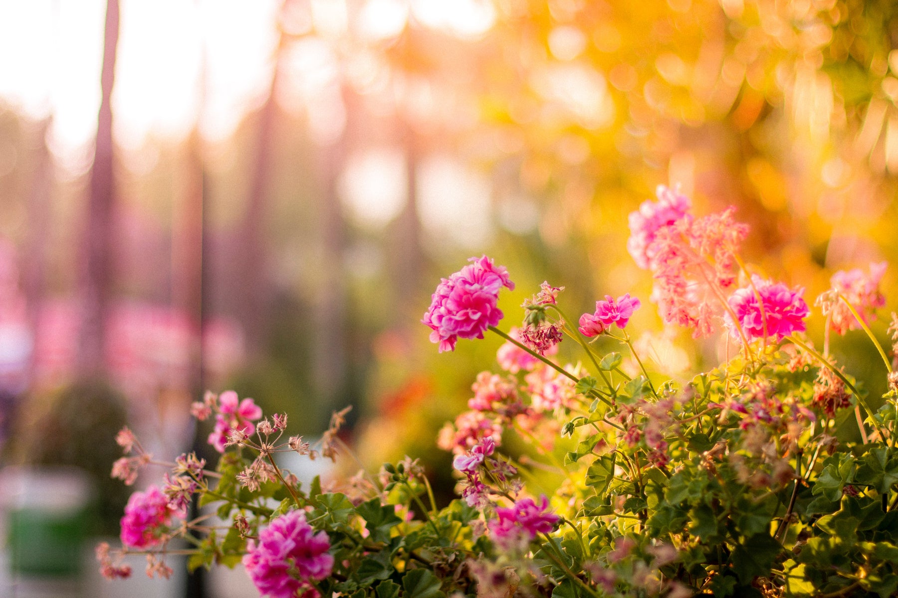 How to Develop a Garden Plan for the New Year