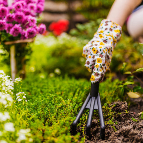 Springing into Bloom: Essential Garden Care Tips