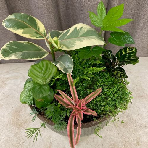 Growers Choice Indoor Dish Large