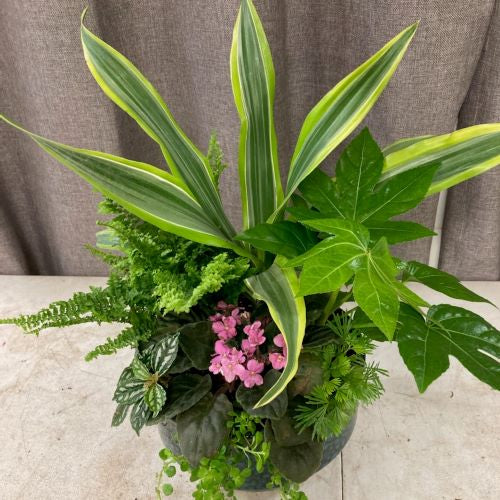 Growers Choice Indoor Dish Med