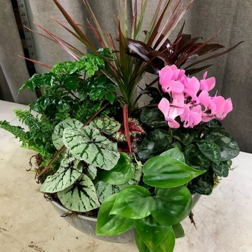 Growers Choice Indoor Dish Large