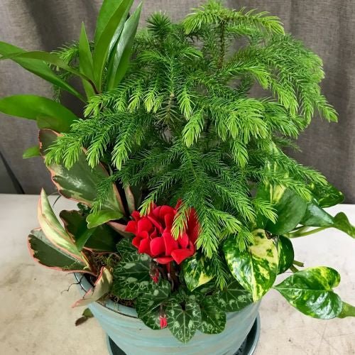 Growers Choice Indoor Dish Med
