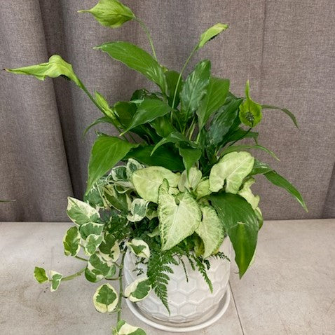 Sympathy Dish Garden