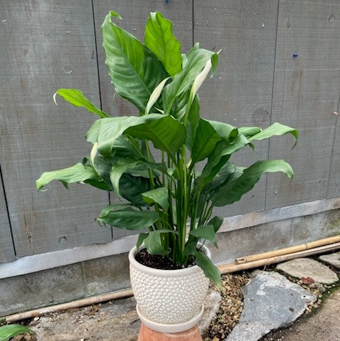Potted Peace Lily