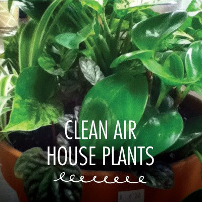Houseplant, Clean Air Assorted 4"