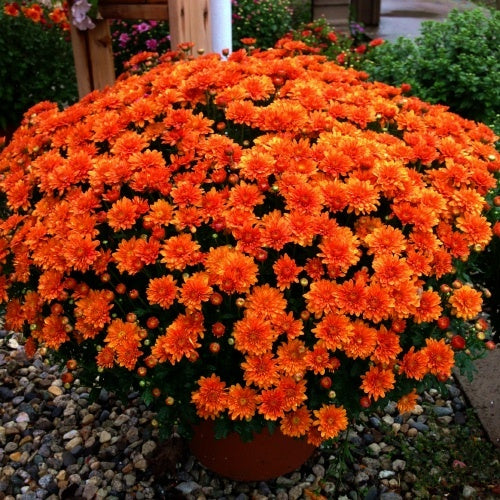 Mum 12" Fall Blooming Chrysanthemum aka MUMBO JUMBO!