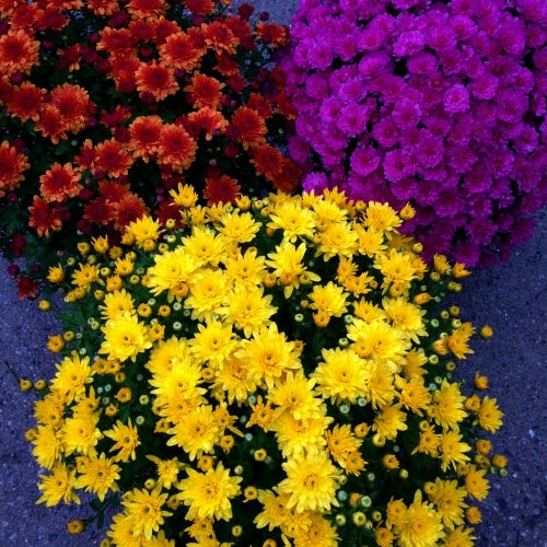 Mum 8" Chrysanthemum