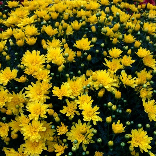 Mum 10" Chrysanthemum