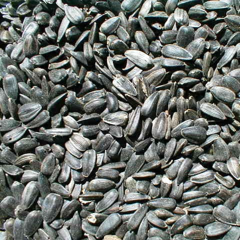 Black Oil Sunflower