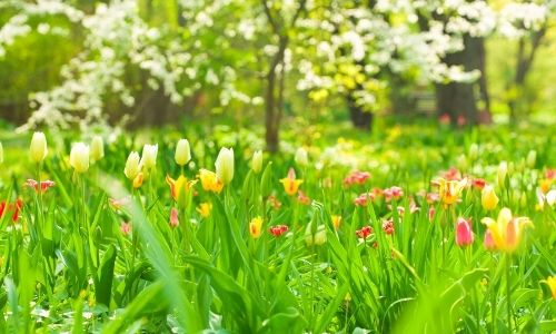 April Gardening Tips