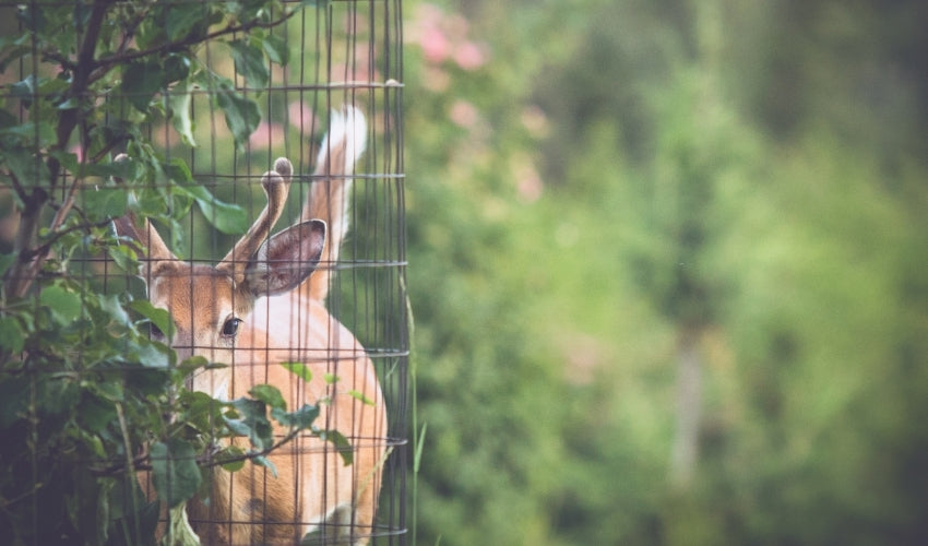 Natural Ways to Deter Deer — Skillins Greenhouses