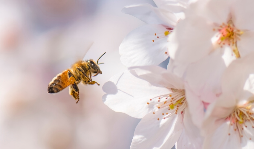 Creating a Bee-Safe Garden