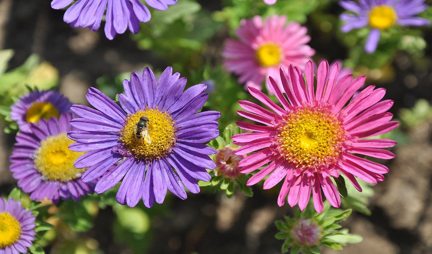 August Garden Tips