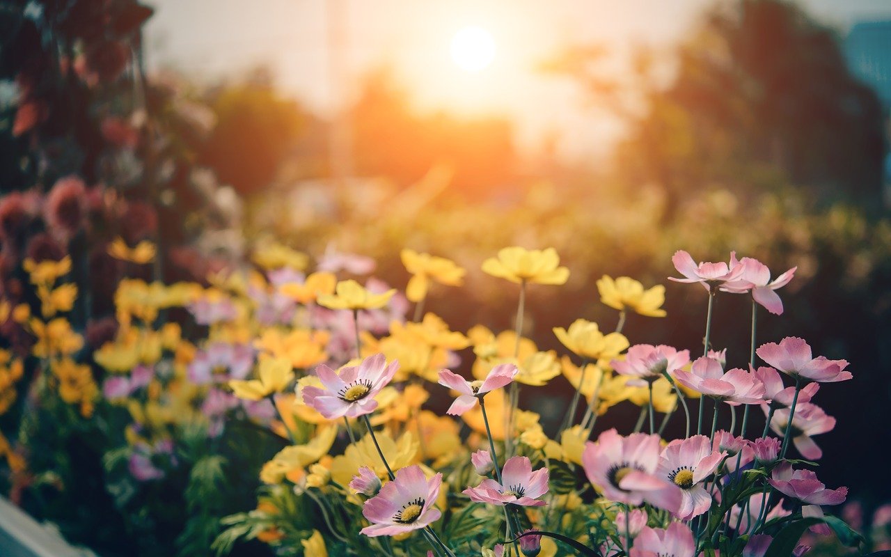 How to Prepare Your Garden in Spring for a Great Summer