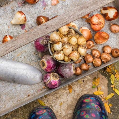 Fall Gardening Tips: What to Plant and How to Prepare Your Garden for Winter