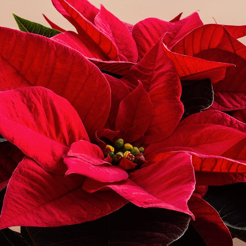 Holiday Plants – The Gifts That Keep On Giving