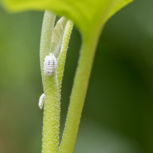 Protecting Your Indoor Oasis: Identifying and Combatting Common Pests on Houseplants