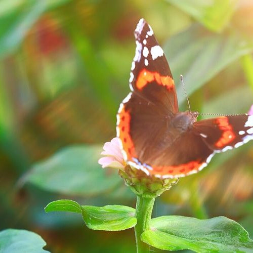 How to Start a Butterfly Garden