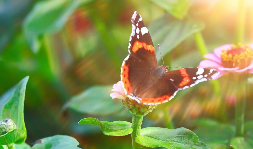 How to Start a Butterfly Garden