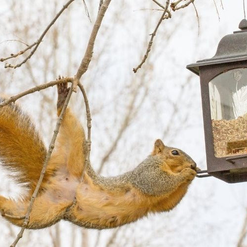 How to Keep Squirrels Out of the Yard and Garden