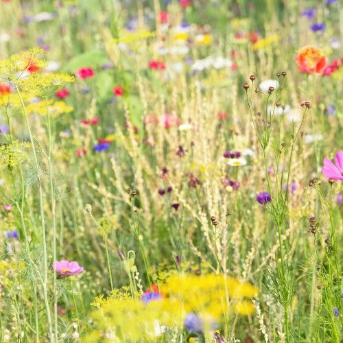 Embracing Native Plants: A Guide to Choosing and Caring for Local Flora