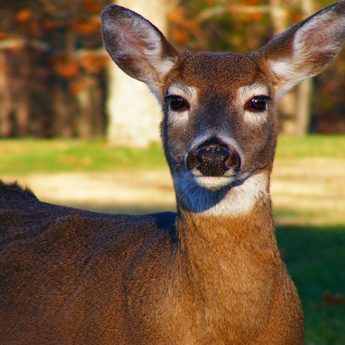 Natural Ways to Deter Deer