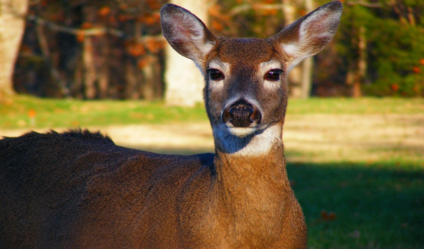 Natural Ways to Deter Deer