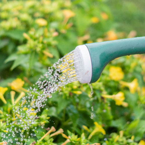 Watering New Plants: Why Rainfall Isn't Enough