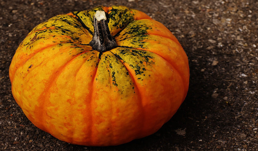 What to Do With Rotten Pumpkins