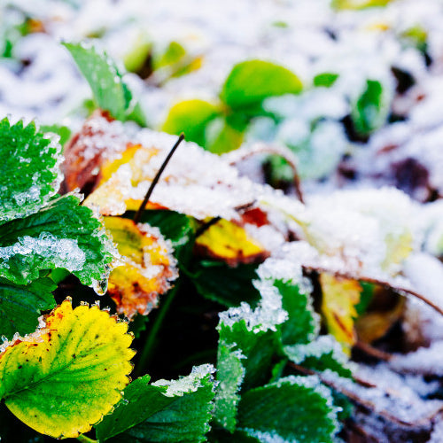 Winterizing Your Garden: Protecting Soil, Plants, and Tools