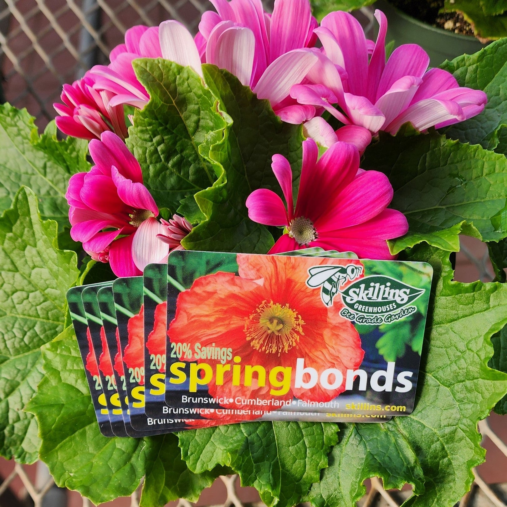 Gift Cards — Skillins Greenhouses
