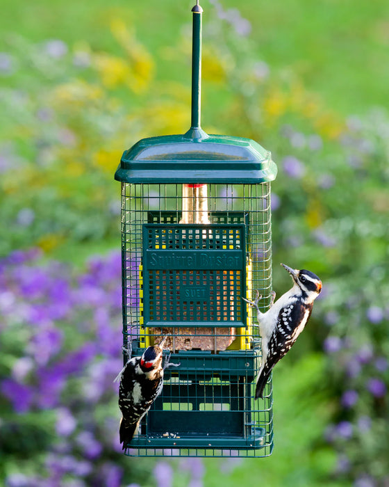 Feeder, Squirrel Buster Suet