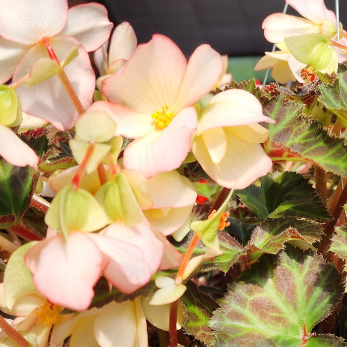 Hanging Basket, Begonia 10"