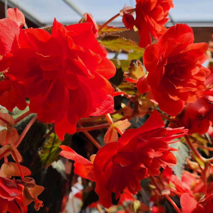 Hanging Basket, Begonia 10"