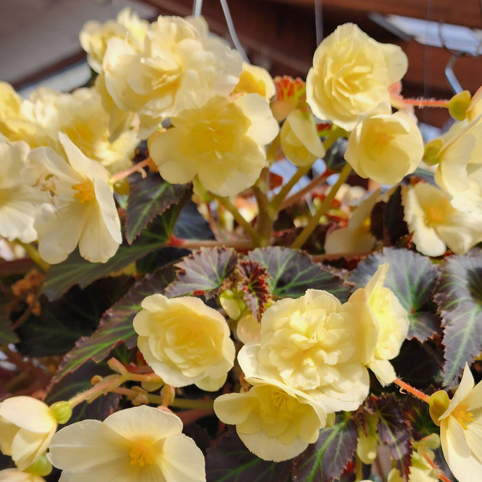 Hanging Basket, Begonia 10"