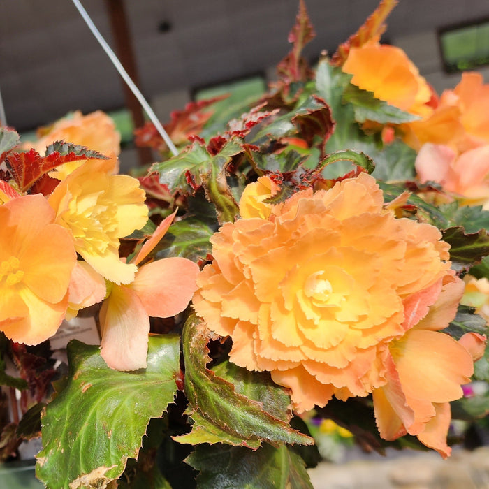 Hanging Basket, Begonia 10"