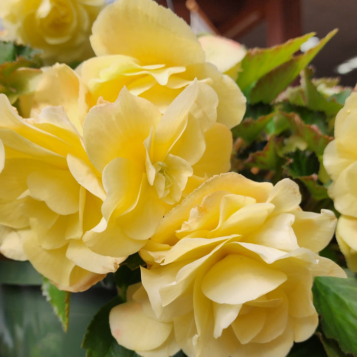 Hanging Basket, Begonia 10"