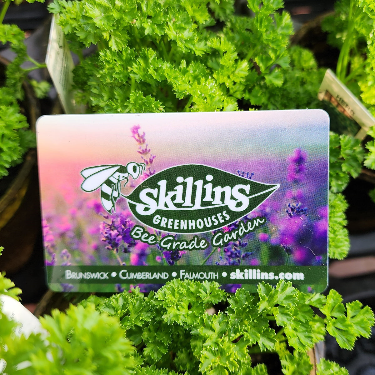 Skillins Gift Cards 100 — Skillins Greenhouses
