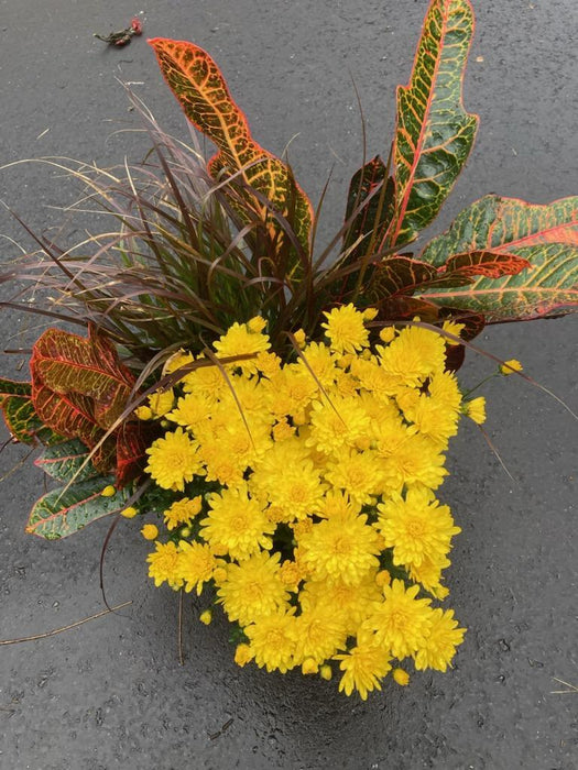 Fall Magic