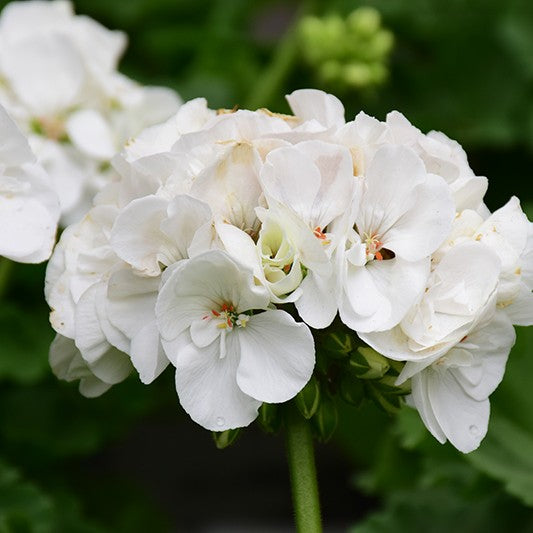 Hanging Basket, Geranium 10"