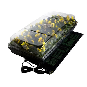 Jumpstart, Germination Station