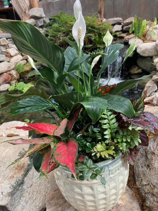 Growers Choice Indoor Dish Large