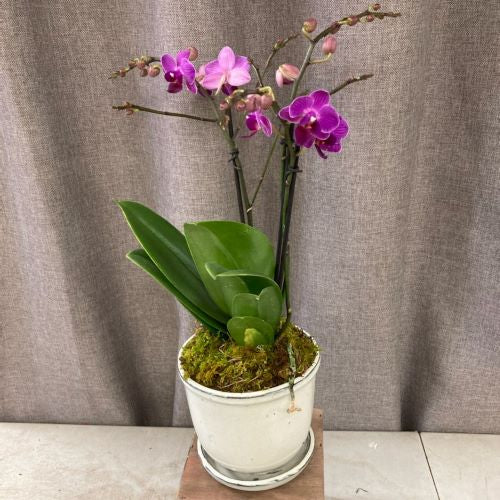 Orchid in a Pot