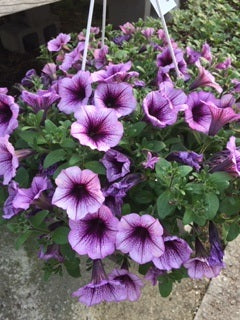 Hanging Basket, Super Petunia Hanging Basket 10"