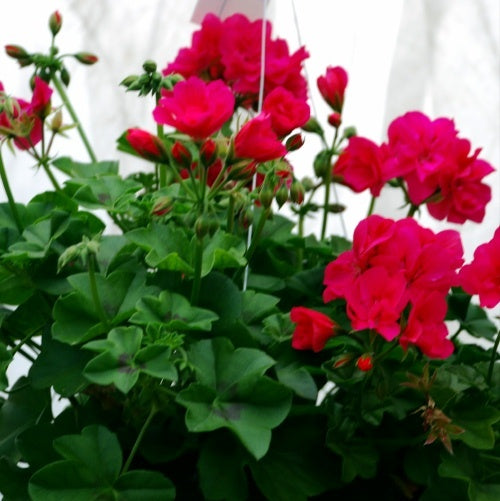 Hanging Basket, Geranium 10"