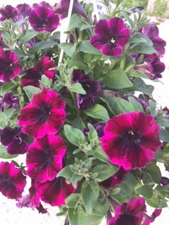 Hanging Basket, Super Petunia Hanging Basket 10"