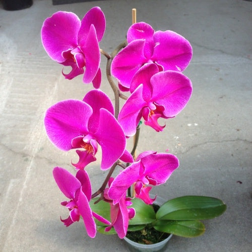 Orchid in a Pot